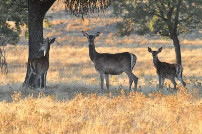 Pueblo Encanto, Apartamento Rural Herrera del Duque エクステリア 写真
